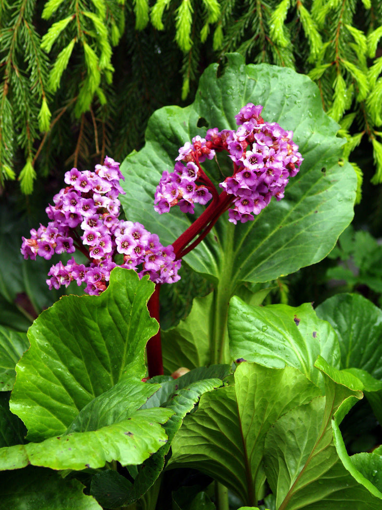 Premium Bergenia Flower seeds for Planting Wildflower Mix, Heirloom & GMO Free Seeds for Home Garden seeds