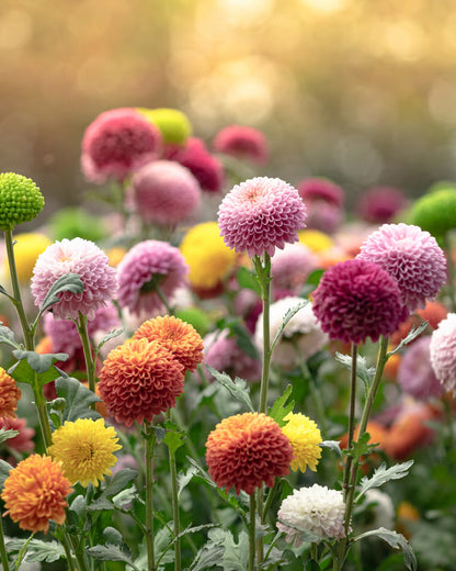 Perennial Flower seeds for Planting Seasonal Bloomer Heirloom & GMO Free Seeds for Home Garden