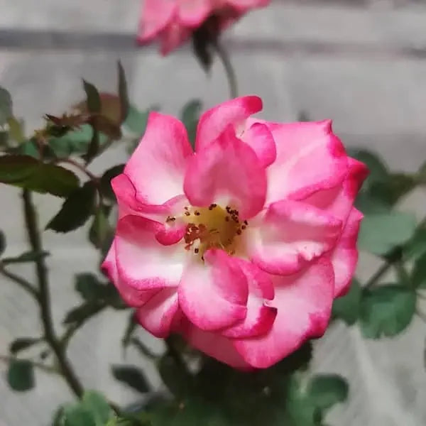 Betty Boop Rose Flower seeds for Planting - Compact Growth, Heirloom & GMO Free Seeds for Home Garden
 
 Sale seeds for home garden