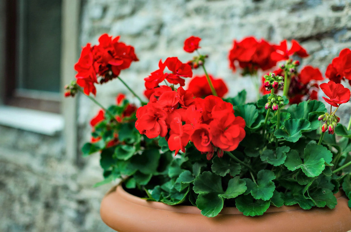 Geranium (Geranium Pelargonium) seeds for planting in home garden