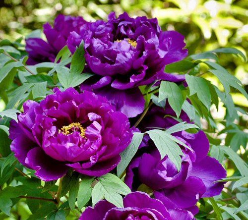 Premium Purple Paeonia Suffruticosa Flower seeds for Planting Hardy Variety, Heirloom & GMO Free Seeds for Home Garden seeds