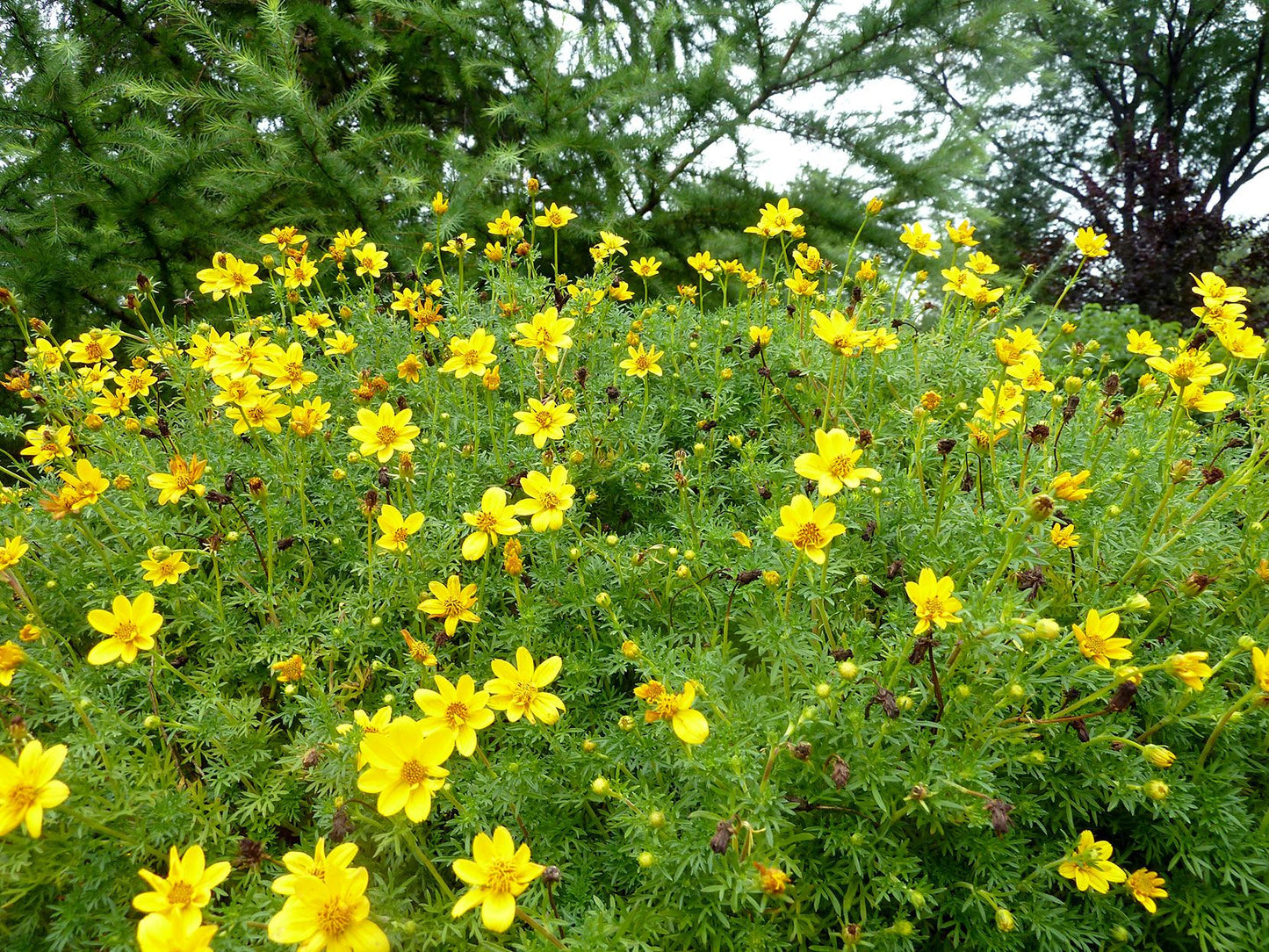 Bidens Ferulifolia Flower seeds for Planting Colorful Display Heirloom & GMO Free Seeds for Home Garden