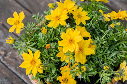 Bidens Ferulifolia Flower seeds for Planting Colorful Display Heirloom & GMO Free Seeds for Home Garden