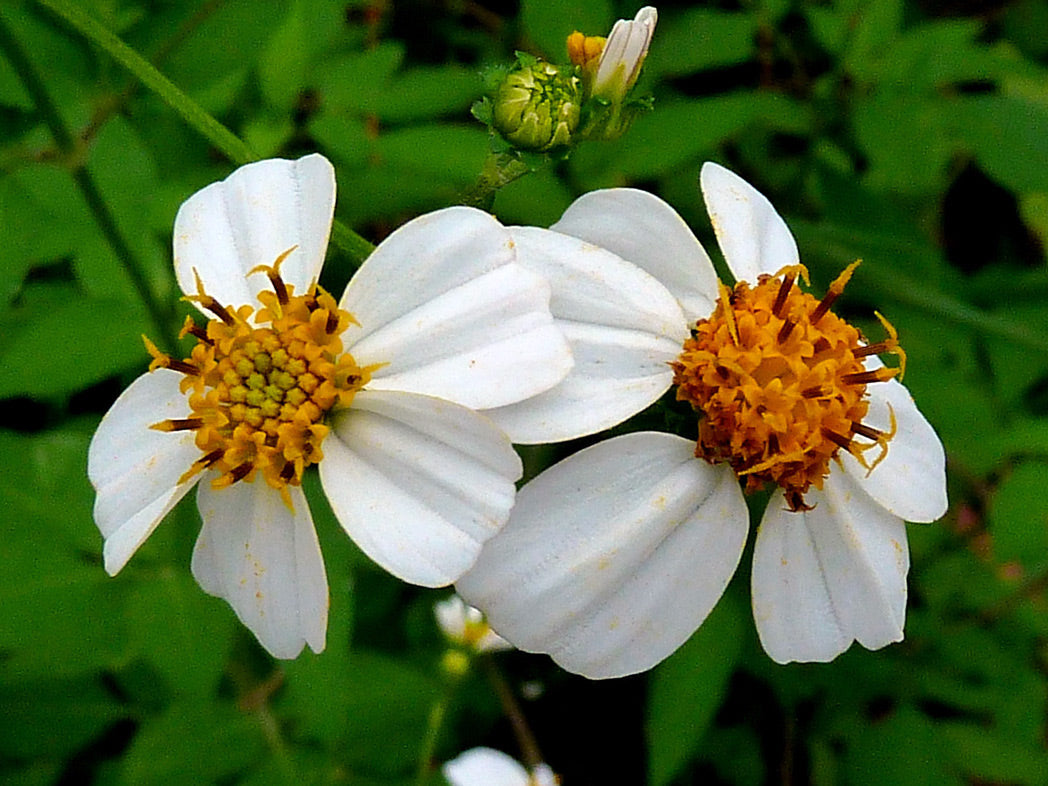 Bidens Pilosa Flower seeds for Planting Easy to Grow Heirloom & GMO Free Seeds for Home Garden