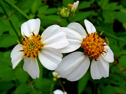 Bidens Pilosa Flower seeds for Planting Easy to Grow Heirloom & GMO Free Seeds for Home Garden