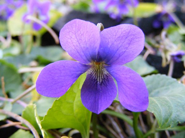 Viola Odorata Flower seeds for Planting Pollinator Friendly Heirloom & GMO Free Seeds for Home Garden