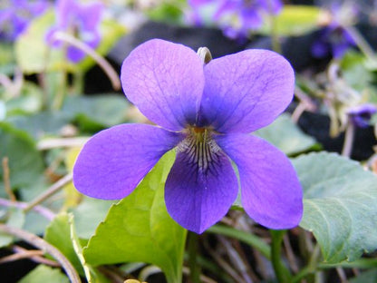 Viola Odorata Flower seeds for Planting Pollinator Friendly Heirloom & GMO Free Seeds for Home Garden