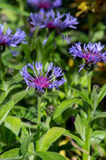 Blue Centaurea Montana Flower seeds for Planting Fragrant Blossoms, Heirloom & GMO Free Seeds for Home Garden seeds for planting