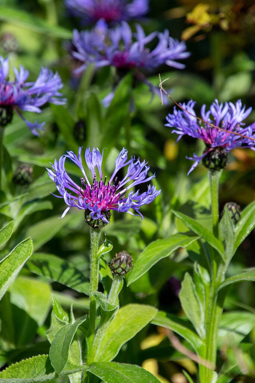 Blue Centaurea Montana Flower seeds for Planting Fragrant Blossoms, Heirloom & GMO Free Seeds for Home Garden seeds for planting
