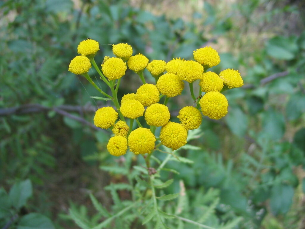 Costmary Flower seeds for Planting Drought Tolerant, Heirloom & GMO Free Seeds for Home Garden seeds for planting