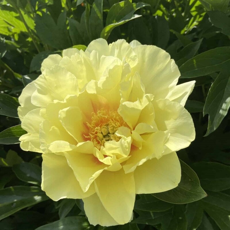Yellow Peony Flower seeds for Planting - Bright Blooms, Heirloom & GMO Free Seeds for Home Garden