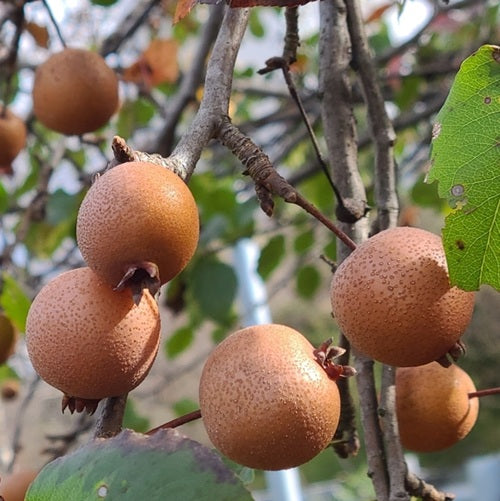 Birchleaf pear seeds showing glossy birch-like green leaves closeup