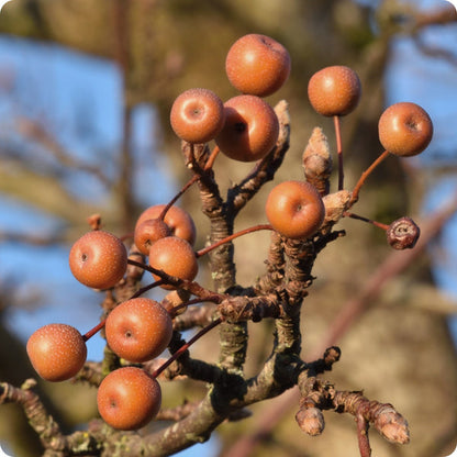 Birchleaf pear seeds Pyrus betulifolia hardy ornamental fruit tree