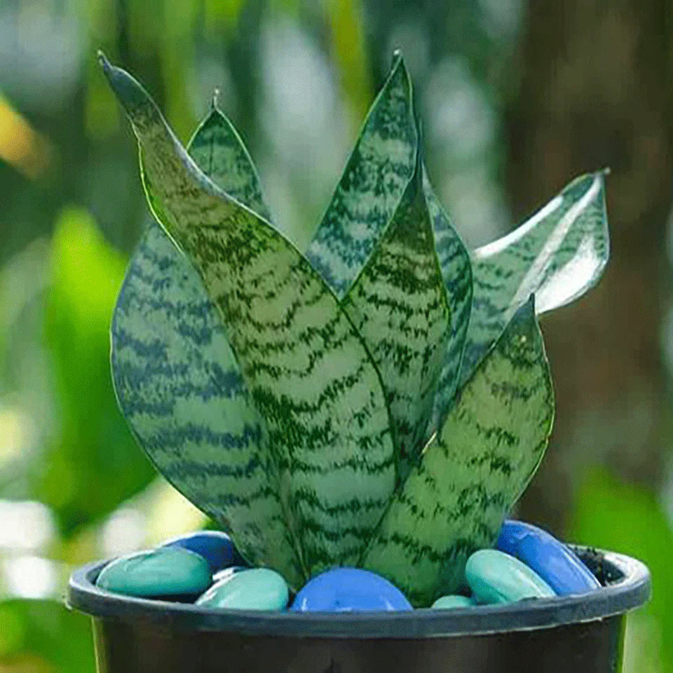 Sansevieria Plant Seeds Planting Light Green