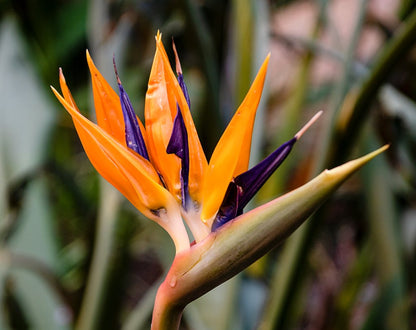 Queen's BirdofParadise Flower seeds for Planting Drought Tolerant Heirloom & GMO Free Seeds for Home Garden