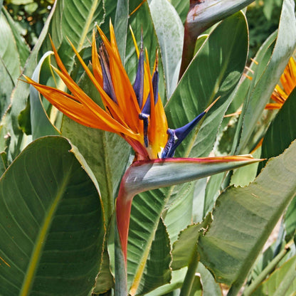 Yellow Strelitzia Reginae Flower seeds for Planting Pollinator Friendly Heirloom & GMO Free Seeds for Home Garden