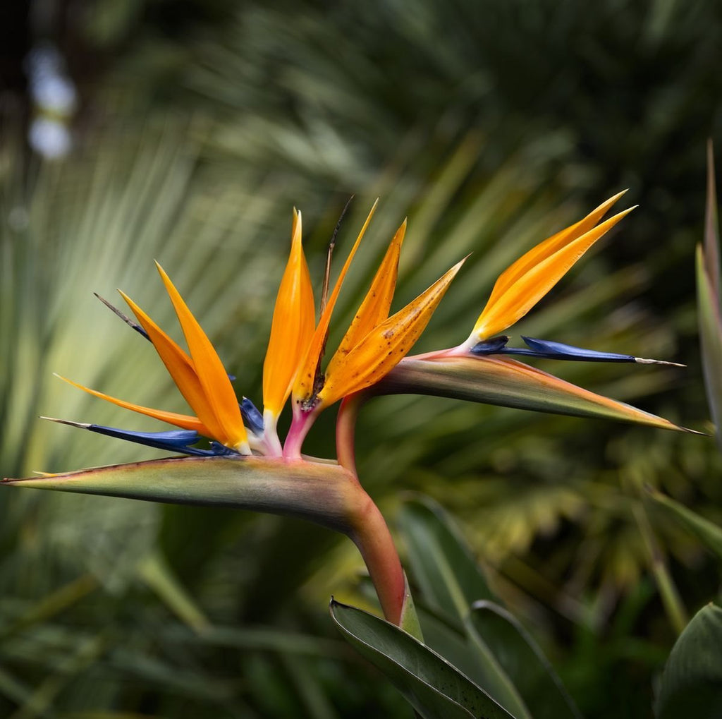 Premium Violet Yellow Strelitzia Flower seeds for Planting Premium Quality, Heirloom & GMO Free Seeds for Home Garden seeds
