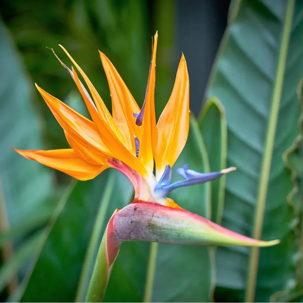 Yellow Strelitzia Flower seeds for Planting Sun Loving, Heirloom & GMO Free Seeds for Home Garden seeds for planting