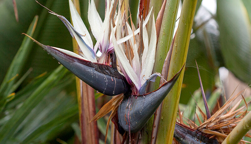 Premium Cream Violet Strelitzia Flower seeds for Planting Wildflower Mix, Heirloom & GMO Free Seeds for Home Garden seeds