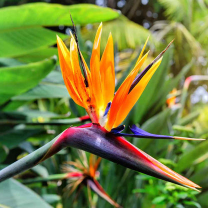 Paradise Flower seeds for Planting Seasonal Bloomer Heirloom & GMO Free Seeds for Home Garden