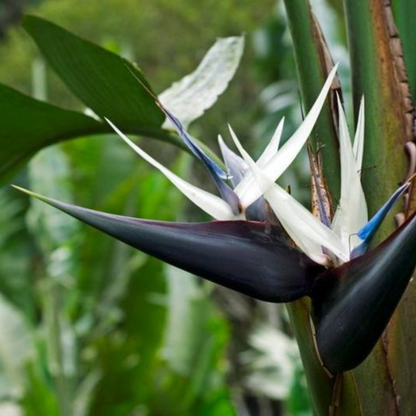 Cream Strelitzia Reginae Seeds Flower seeds for Planting Low Maintenance Heirloom & GMO Free Seeds for Home Garden