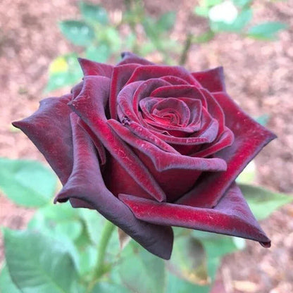 Hybrid (Hybrid Tea) seeds for planting in home garden