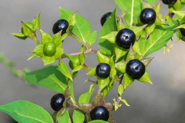 Black Belladonna Flower seeds for Planting Wildflower Mix, Heirloom & GMO Free Seeds for Home Garden vegetable and garden seeds