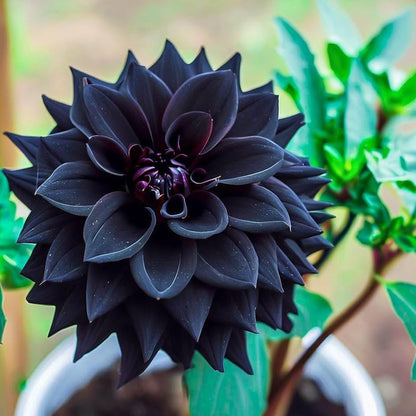 Black Dahlia Flower Seeds for Planting