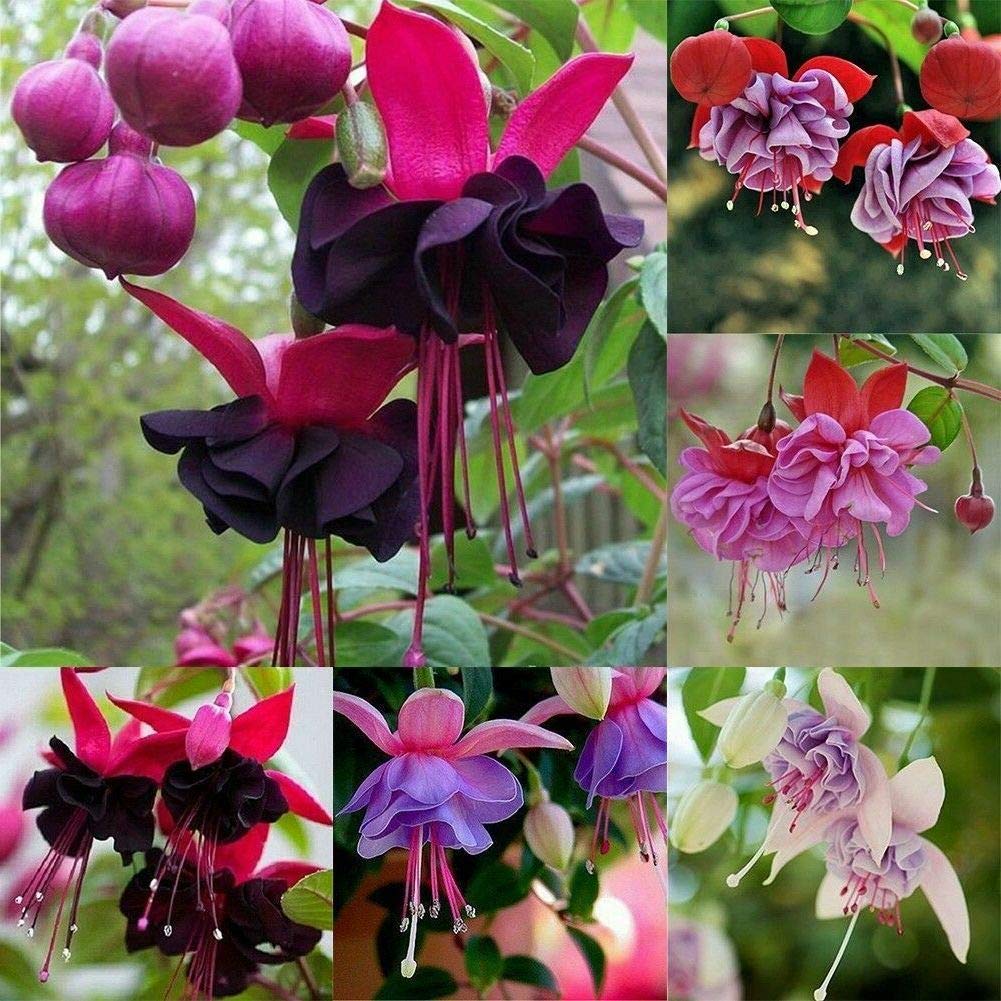 Mixed Double Black Petals Fuchsia Seeds for Planting