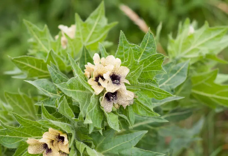 Cream Henbane Flower seeds for Planting Vibrant Colors, Heirloom & GMO Free Seeds for Home Garden vegetable and garden seeds