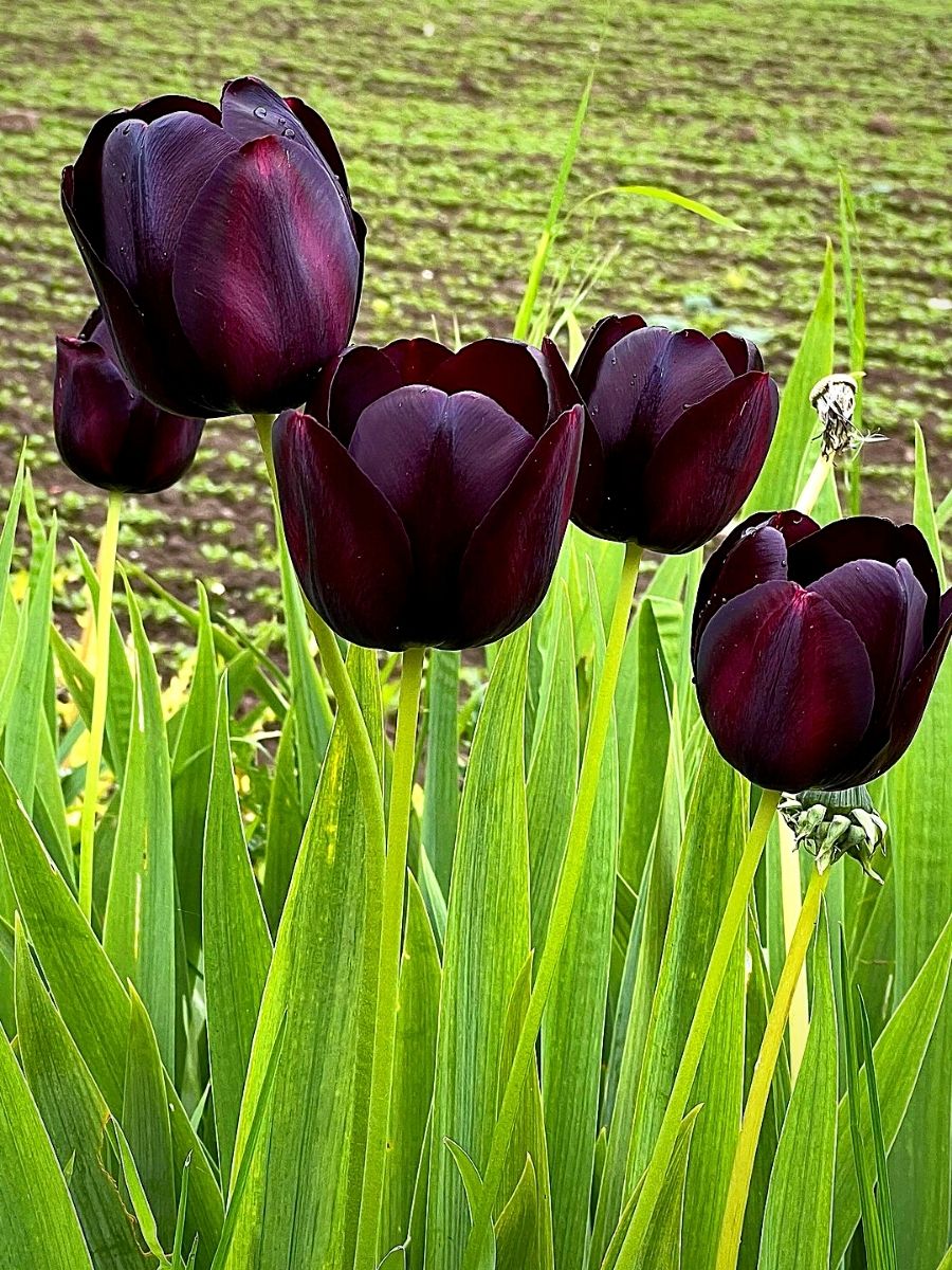 High quality Black Tulip Flower Seeds for Planting Seasonal Bloomer Heirloom & GMO Free Seeds for Home Garden seeds pack