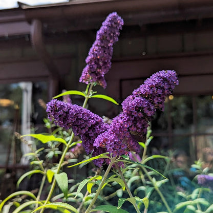 Heirloom Butterfly Bush Flower seeds for Planting Fragrant Blossoms Heirloom & GMO Free Seeds for Home Garden