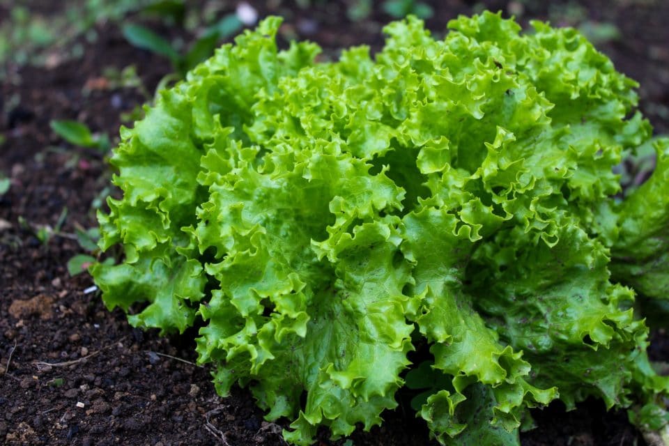 Black lettuce plants grown from seeds