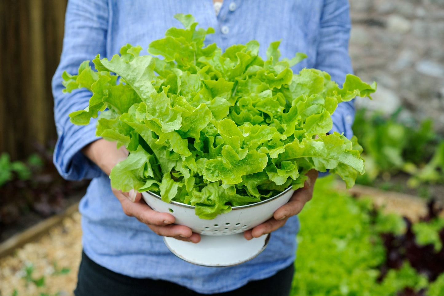 Non GMO black lettuce seeds for planting