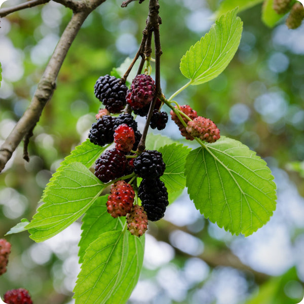 Black mulberry seeds Morus nigra hardy fruit tree with green leaves