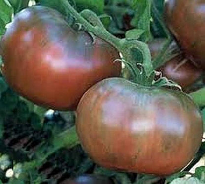 Strong black tomato plants grown from non-GMO seeds