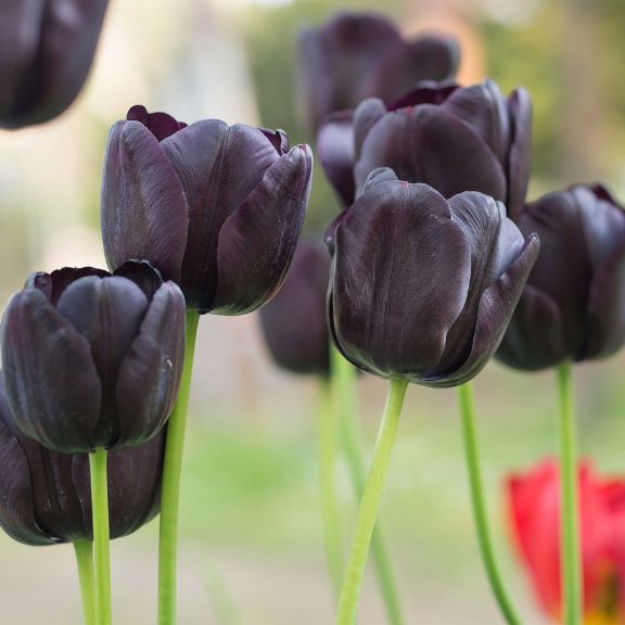 Black Tulip Flower Seeds for Planting and Gardening