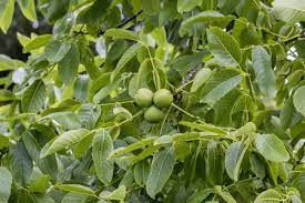 Black walnut seeds showing compound green leaves closeup