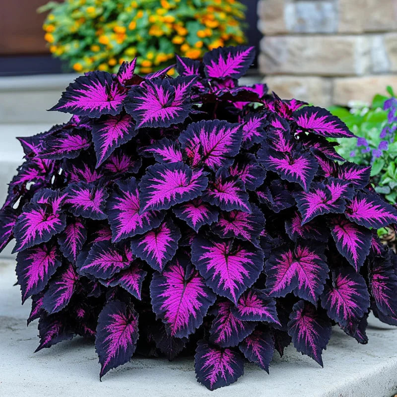Black Pink Coleus Flower seeds for Planting Garden Favorite Heirloom & GMO Free Seeds for Home Garden