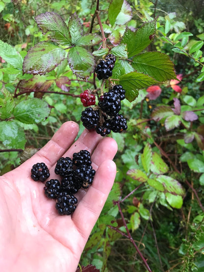 Blackberry seedlings sprouting from moist soil