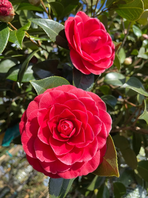 Premium Burgundy Camellia Flower seeds for Planting Cottage Garden Essential, Heirloom & GMO Free Seeds for Home Garden seeds
