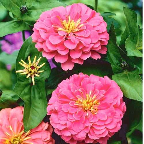 Pink Calendula Flower seeds for Planting Colorful Display, Heirloom & GMO Free Seeds for Home Garden vegetable and garden seeds
