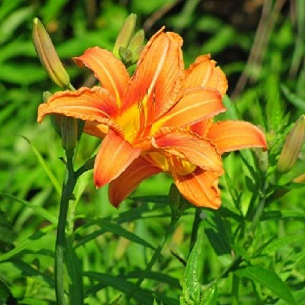 Premium Orange Hemerocallis Flower seeds for Planting Fragrant Blossoms, Heirloom & GMO Free Seeds for Home Garden seeds