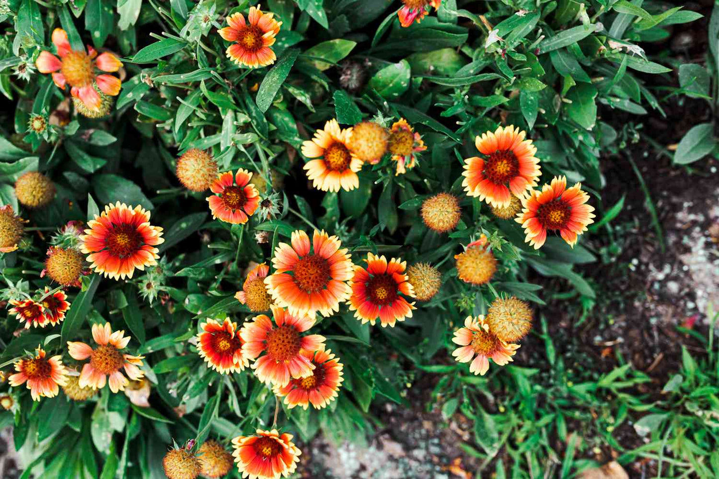 Heirloom Blanket Flower seeds for Planting Premium Quality Heirloom & GMO Free Seeds for Home Garden
