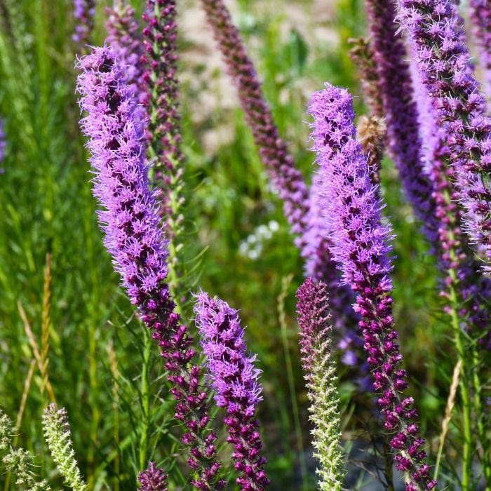 Lavender Liatris Flower seeds for Planting Drought Tolerant, Heirloom & GMO Free Seeds for Home Garden seeds for planting