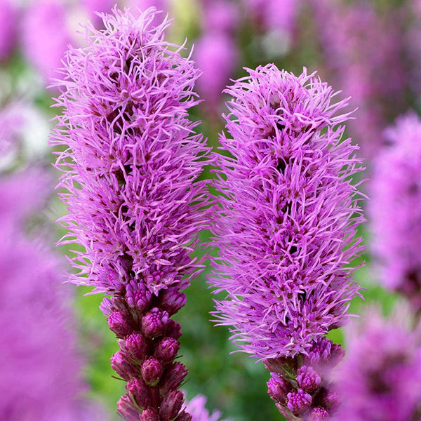 Dense Blazing Star Flower seeds for Planting Compact Growth Heirloom & GMO Free Seeds for Home Garden