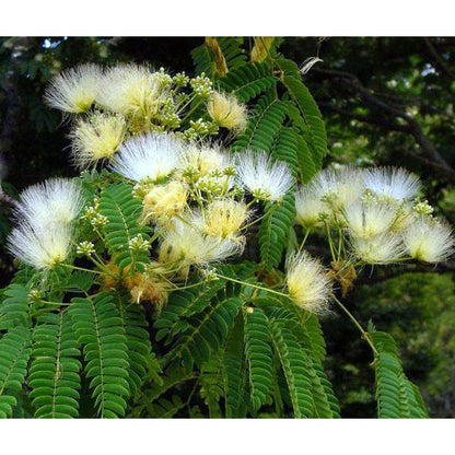 Albizia Flower Seeds For Planting White - Grow The Delicate Albizias To Brighten Your Garden
