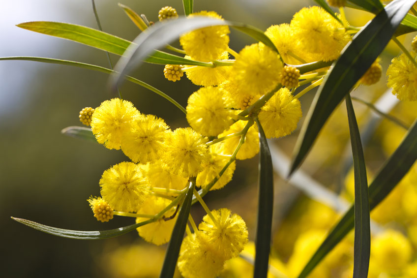 Premium Yellow Wattle Flower seeds for Planting Fragrant Blossoms, Heirloom & GMO Free Seeds for Home Garden seeds