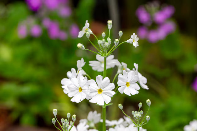 Premium White & Yellow Primula Malacoides Flower seeds for Planting Seasonal Bloomer, Heirloom & GMO Free Seeds for Home Garden seeds