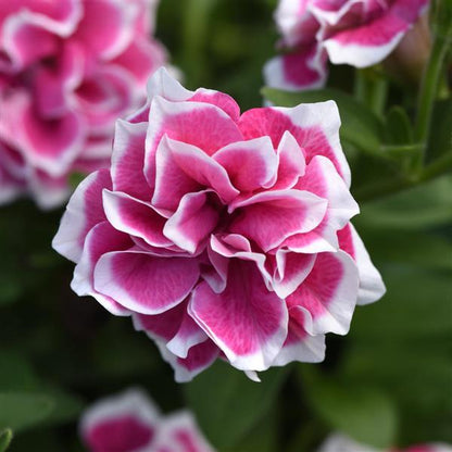 Petunia Double GF Pirouette Rose Flower seeds for Planting Compact Growth Heirloom & GMO Free Seeds for Home Garden